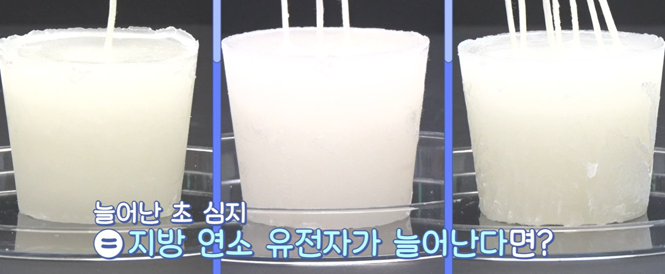 bnr17유산균 효능