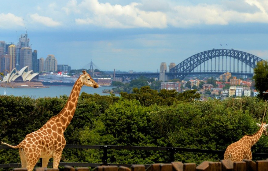 마이리얼트립, 멜버른 시드니 한국인 일일투어 추천 + 할인쿠폰 특가까지