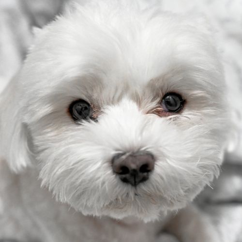 말티즈의 수명&amp;#44; 성격&amp;#44; 특징&amp;#44; 장단점