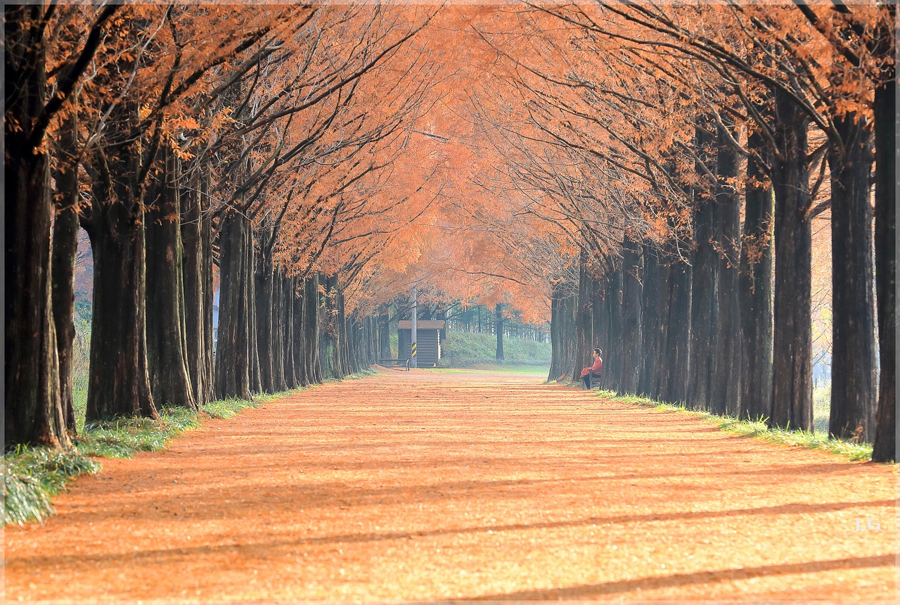 담양 메타세쿼이아