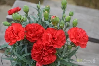 카네이션 재배 삽목 번식 거름 주기 연중 개화_11