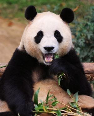 푸바오-대나무먹기