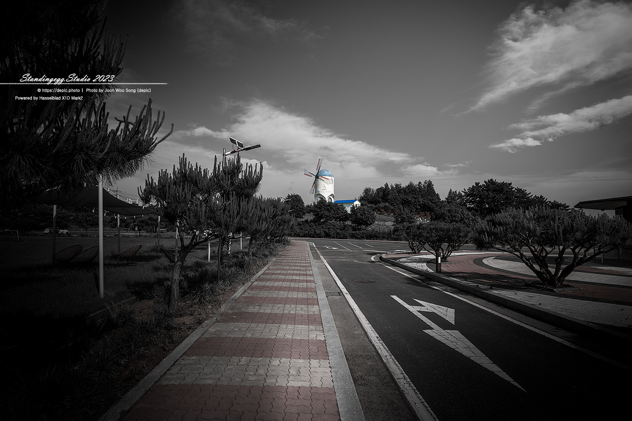 #황화코스모스 #코스모스 #엠플레이파크 #풍차 #꽃 #태안 #샤스타데이지