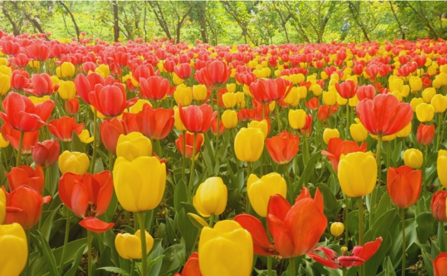 아산 피나클랜드 튤립 축제.생방송투데이.일정.가는길.주차장.2023년안내