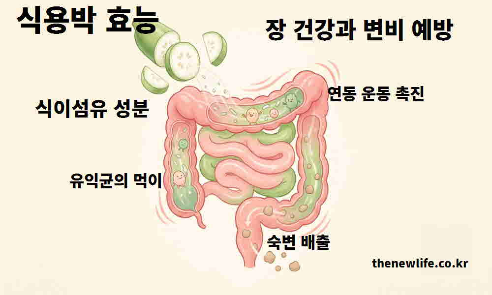 식용박 효능 장 건강 변비 예방