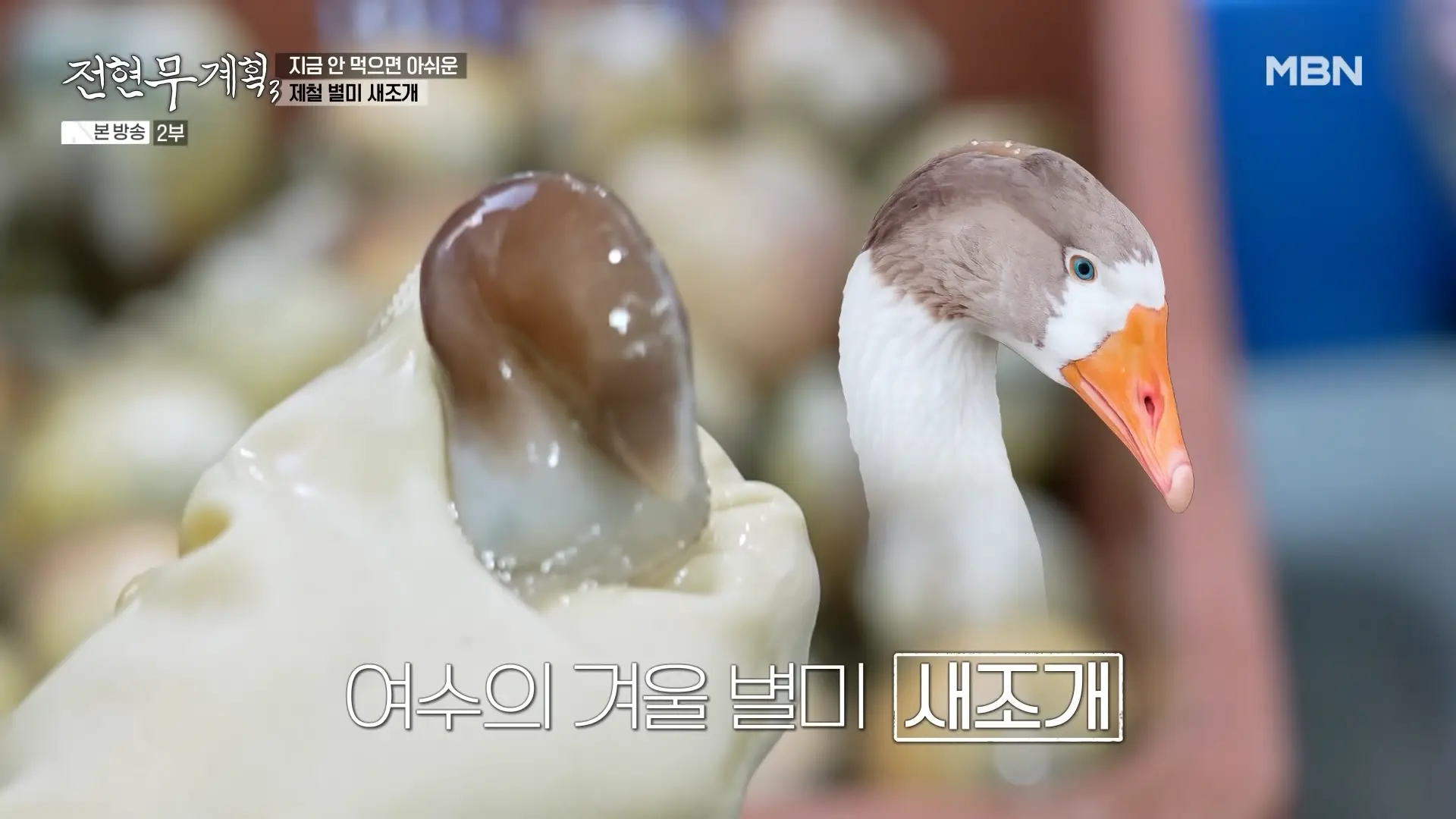새조개