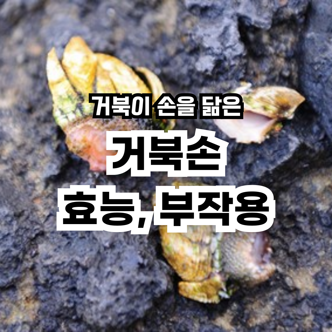 거북손-효능