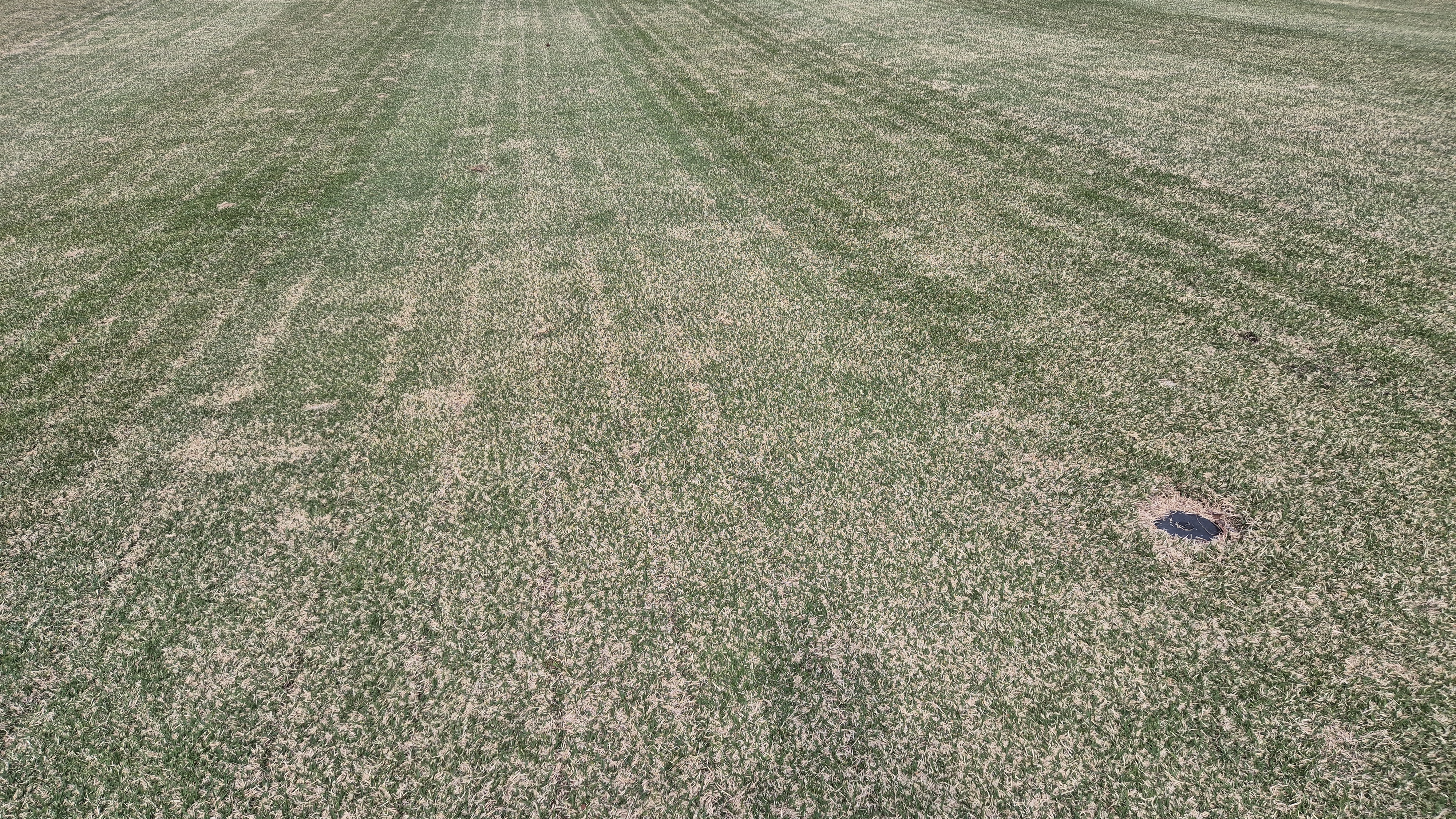 시그너스cc 코튼-라미 코스 관리 상태