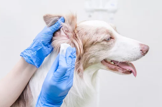 강아지아토피/출처:어도비스톡