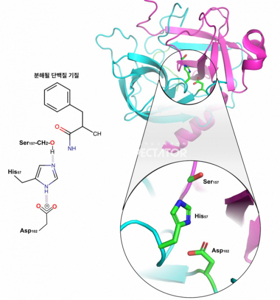단백질 분해 효소
