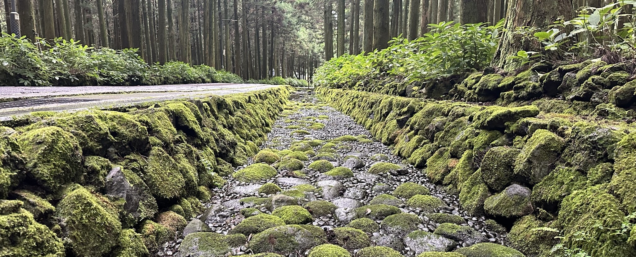절물 휴양림 산책로