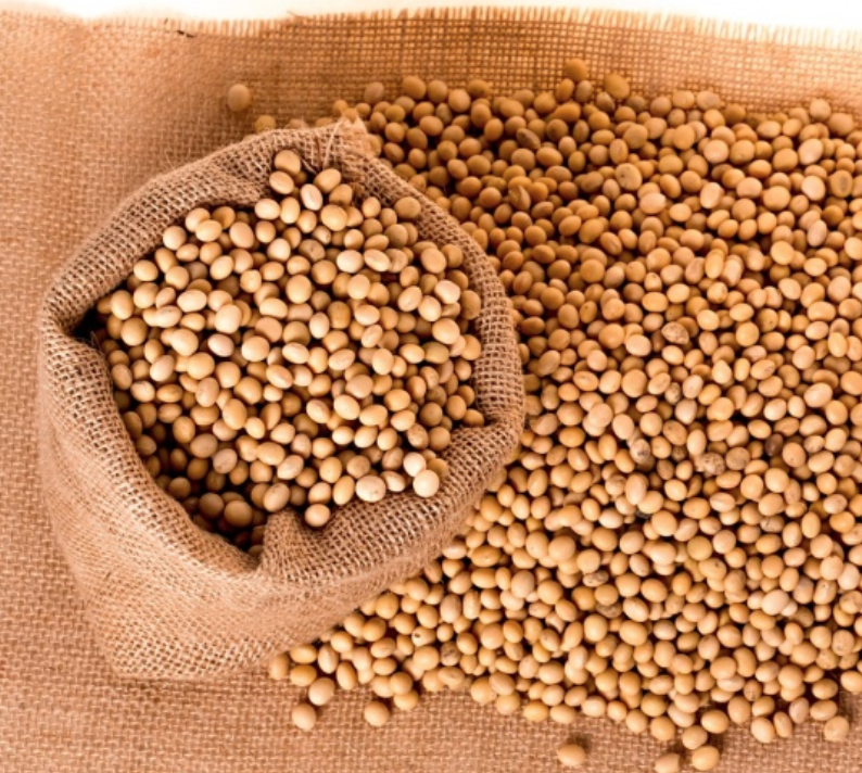 대두 품목 사진