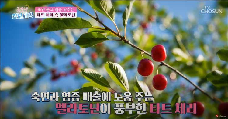 타트체리 이미지