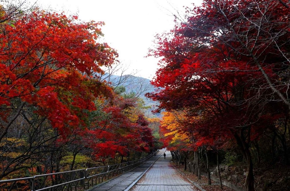 완주 대둔산 수목원 관람 가이드 ❘ 이용 정보·산책 코스·계절별 볼거리 총정리