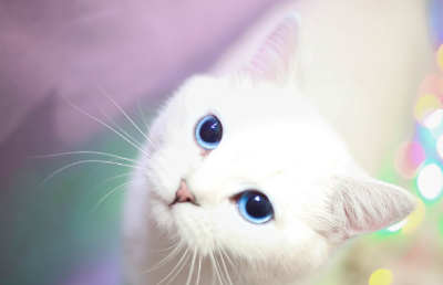 쳐다보는 고양이