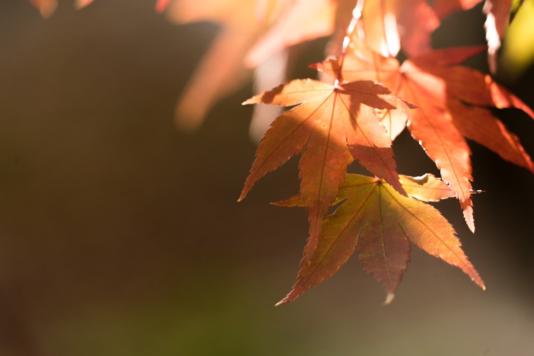 Maple