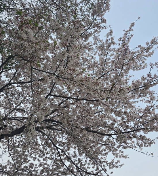 파주 금촌 고등학교 주변 벚꽃 사진