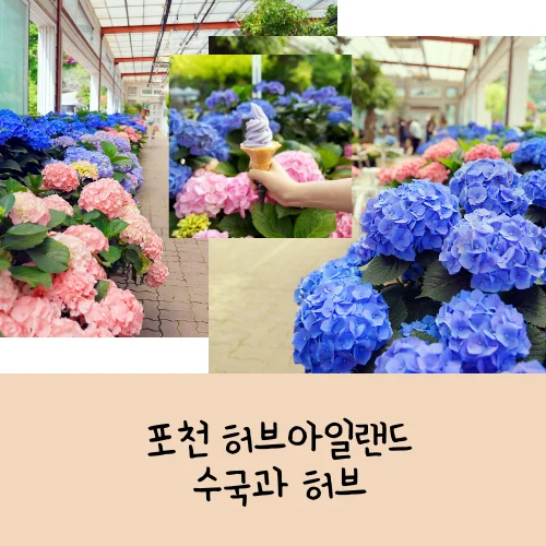 2025 포천 허브아일랜드 수국과 허브