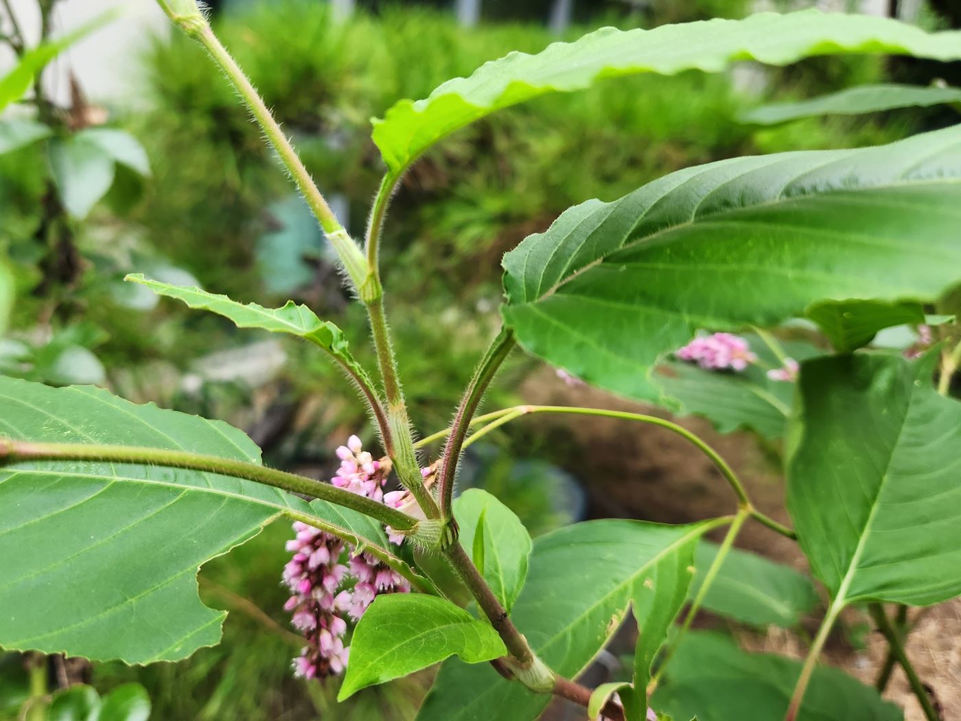 노인장대(털여뀌)