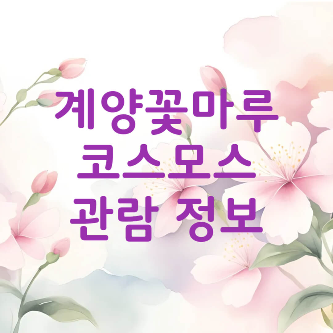 계양꽃마루 코스모스