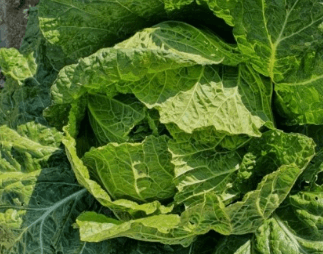 맛있는 배추 잘고르는 법 배추요리