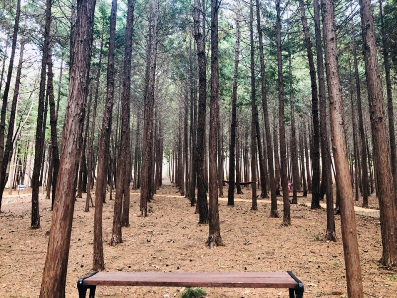 장흥 하늘빛수목정원 튤립축제