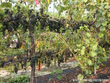 머루 재배 덩굴 유인 전정 관리 당도 올리기_4