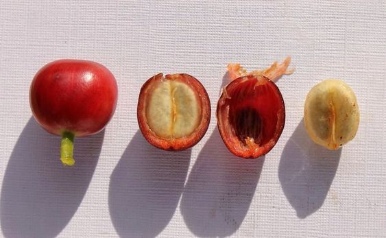 coffee cherry