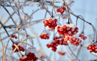 겨울철 무우보관법
