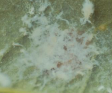 갈참나무가루진딧물