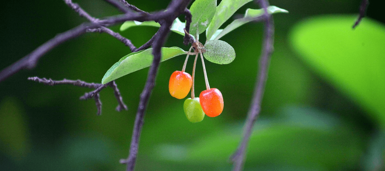 보리수 열매 사진 - 9