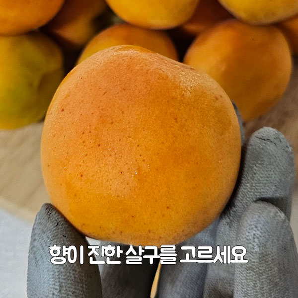 향이 진한 살구를 고르세요