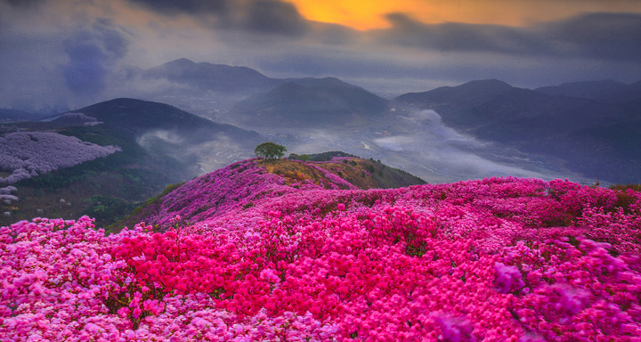 영취산 진달래축제