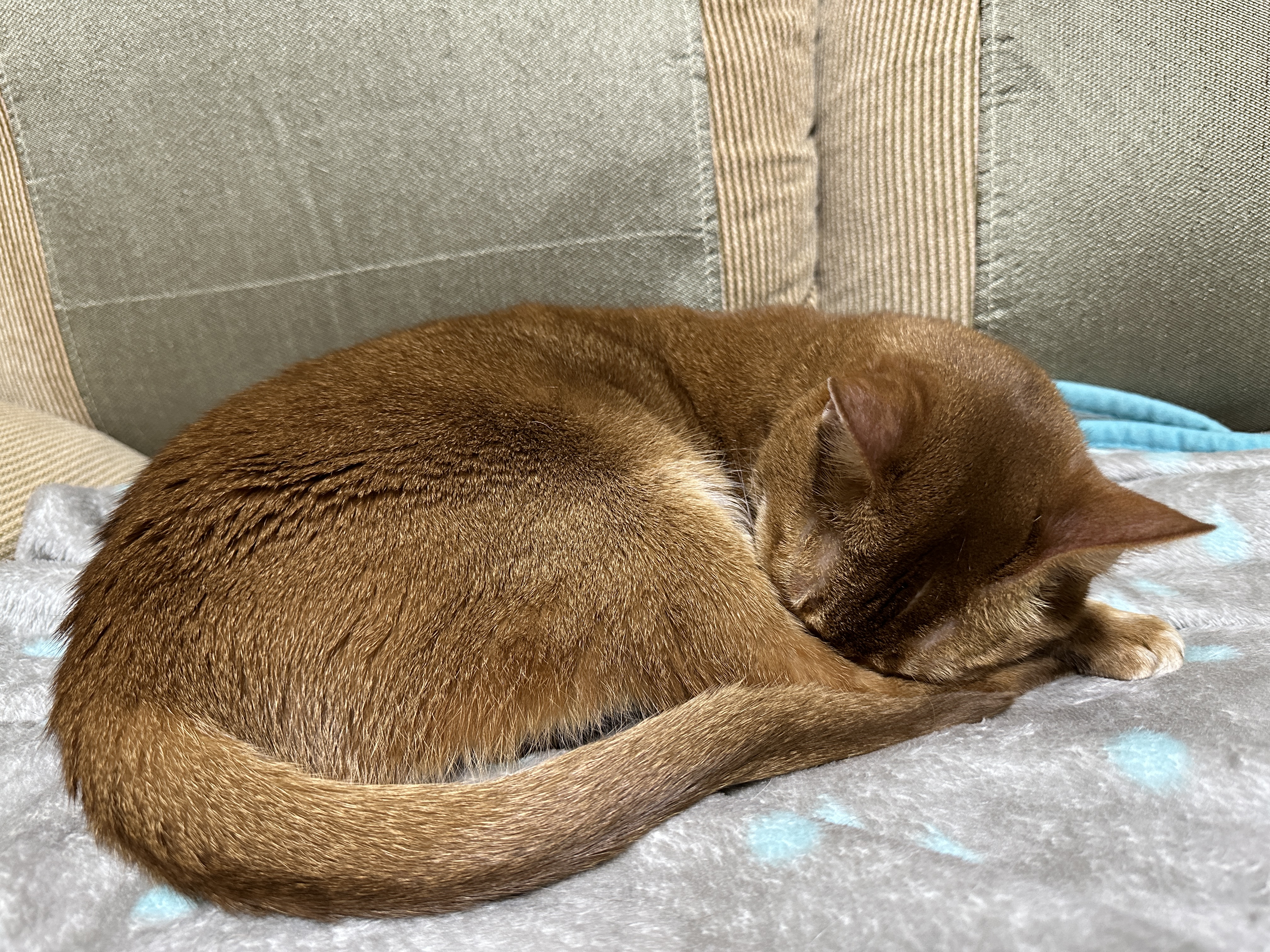 서열1위 아비시니안 루나 모음 (feat.호야)