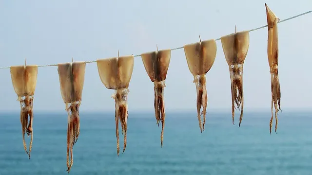 한치 오징어 차이 비교 생김새 맛 식감 완벽 분석_3