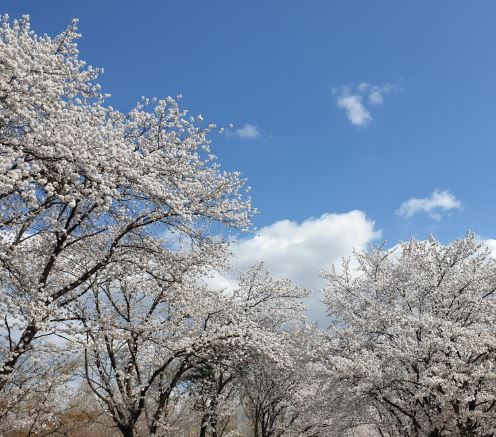 지리산 벚꽃