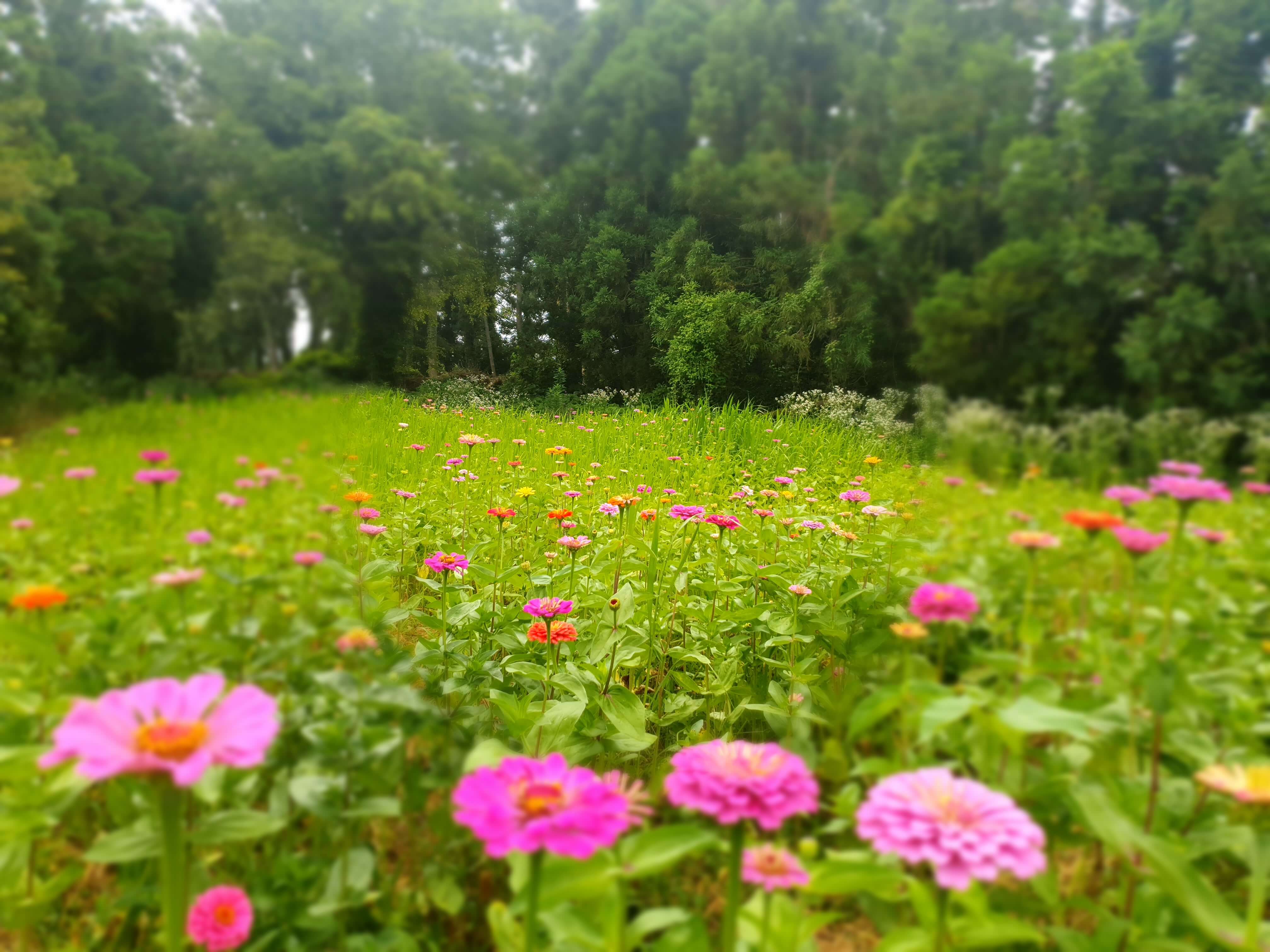제주 항파두리 항몽유적지 양귀비 꽃밭 나홀로나무