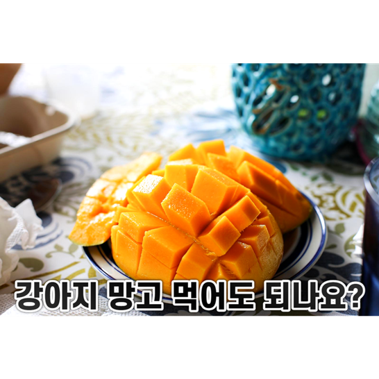 망고-"강아지-망고-먹어도-되나요?"-라고-적혀있다.
