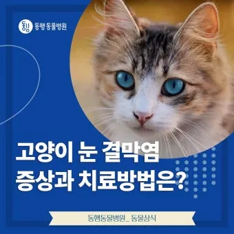 고양이 주요 눈 질환 7가지 증상 원인 치료법_14