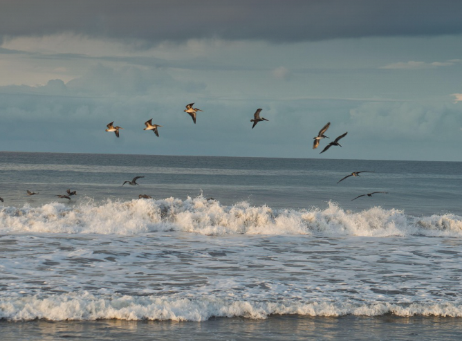 코스타리카 우비타: 정글과 해변의 조화