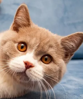 고양이 모기나 진드기로부터 전염되는 질병, 예방 요령