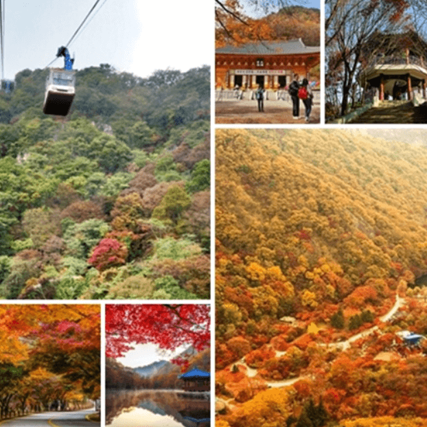 내장산 단풍 절정기