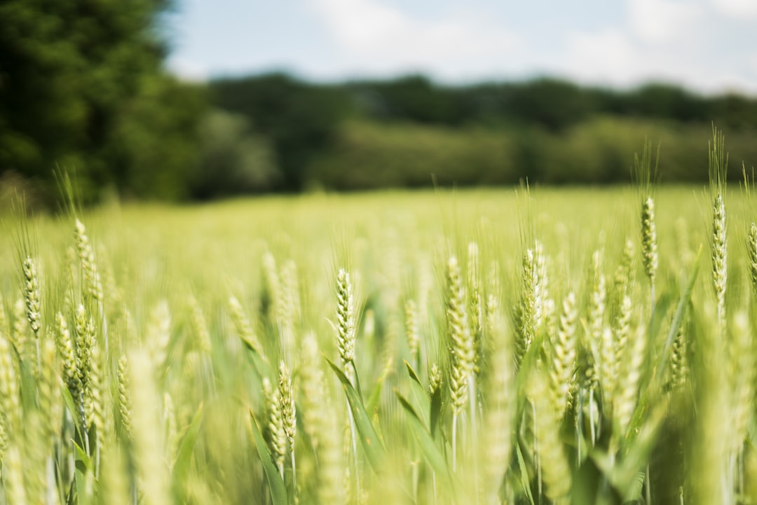 Grain