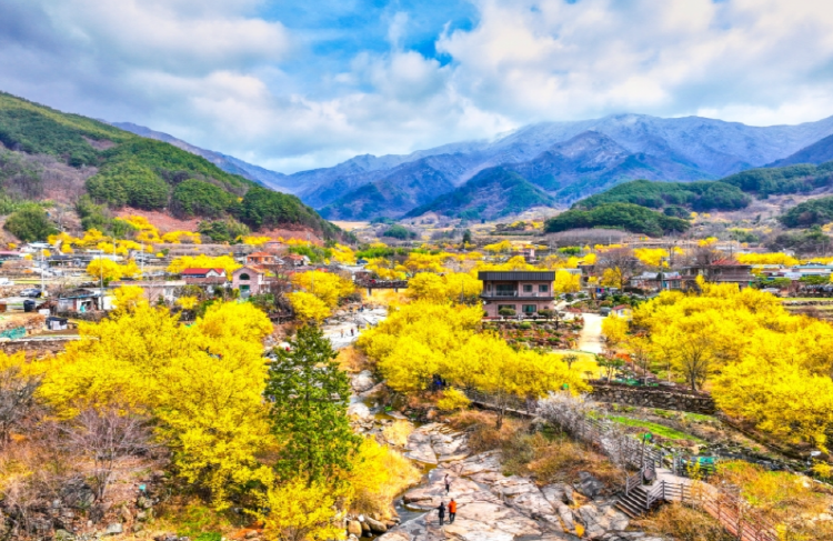 구례 산수유축제