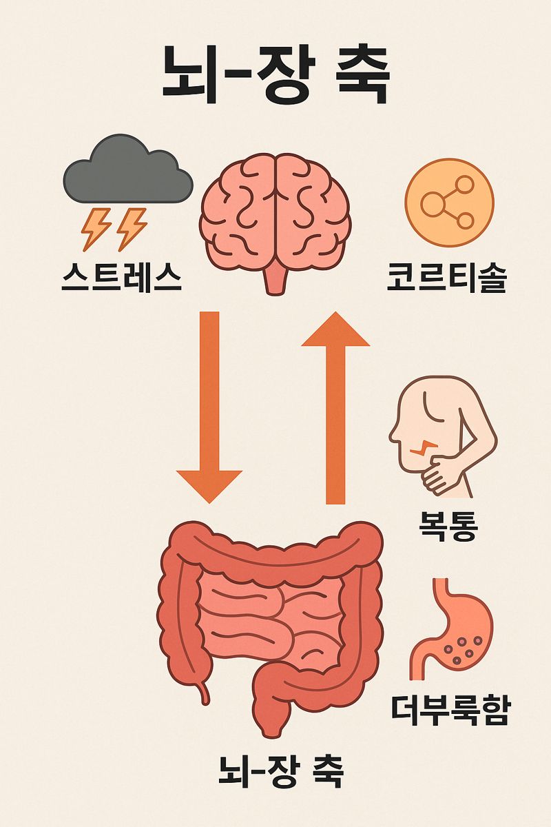 스트레스가 많은 날 ‘위장’부터 망가지는 이유: 뇌-장 신호 분석