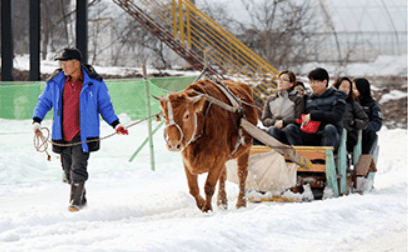 청양알파스마을 축제