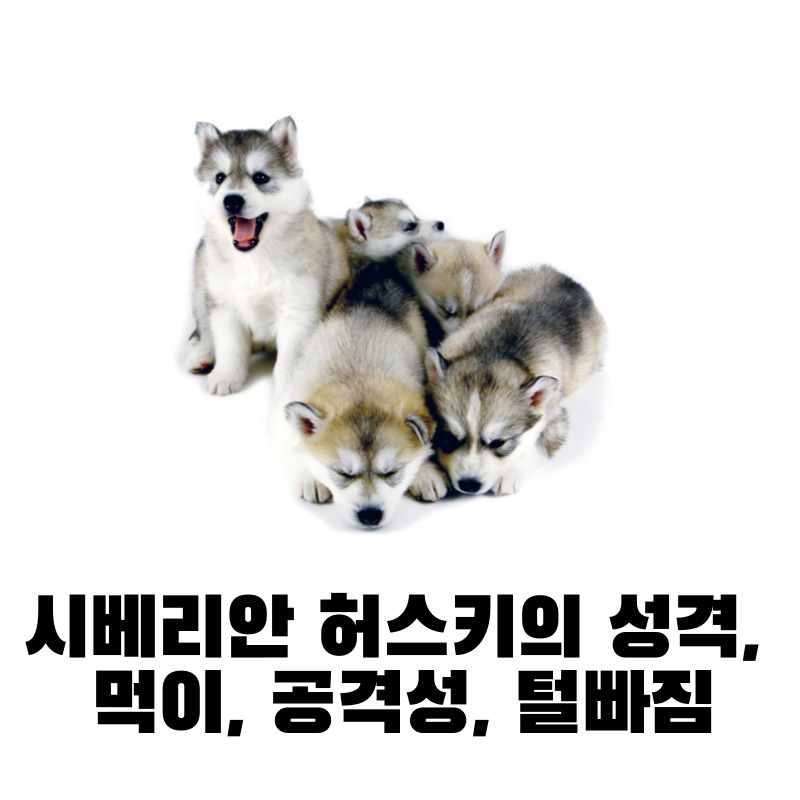 시베리안 허스키의 성격, 먹이, 공격성, 털빠짐