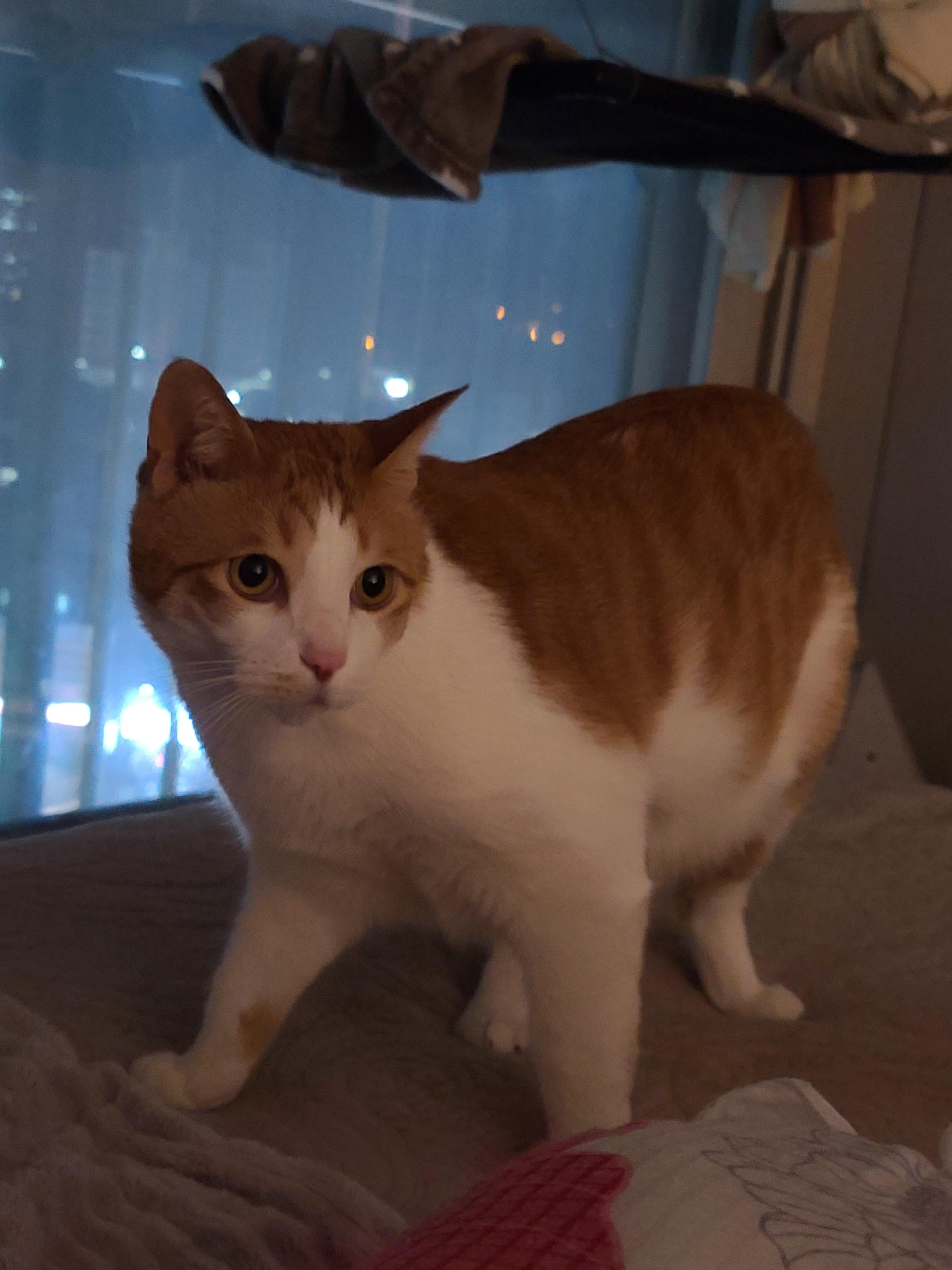 황달로 인한 호야의 입원. 고양이 황달.