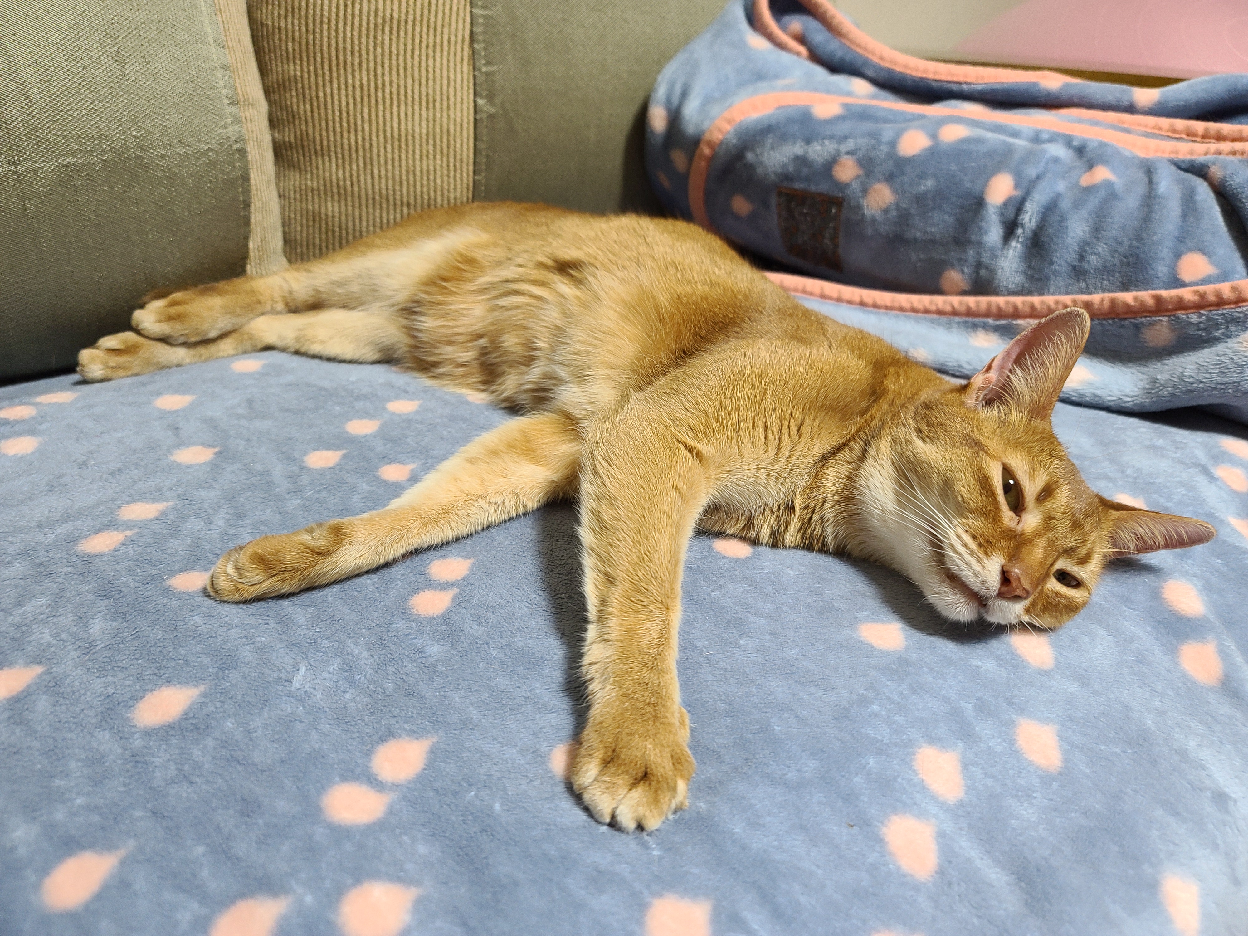 전기장판 찜질하는 고양이