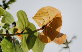 살론 대출자격 조건 신청방법